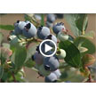 Riley Creek Blueberry Farm: A Case Study of a Small-Acreage Farm