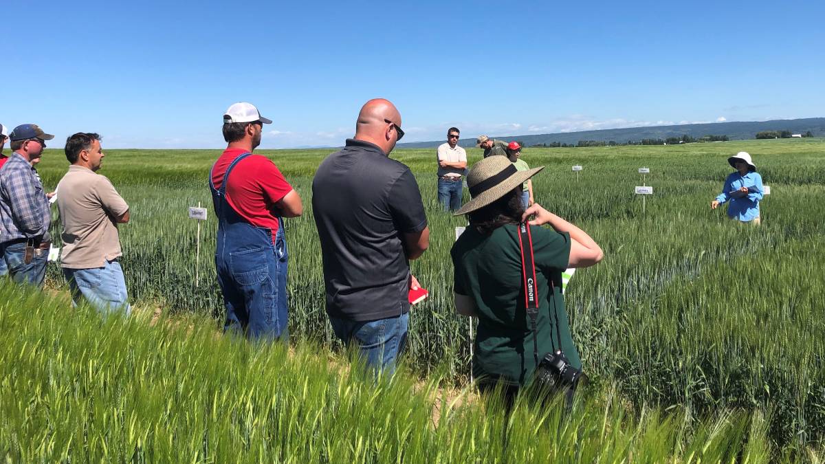 people standing in a field green with grains