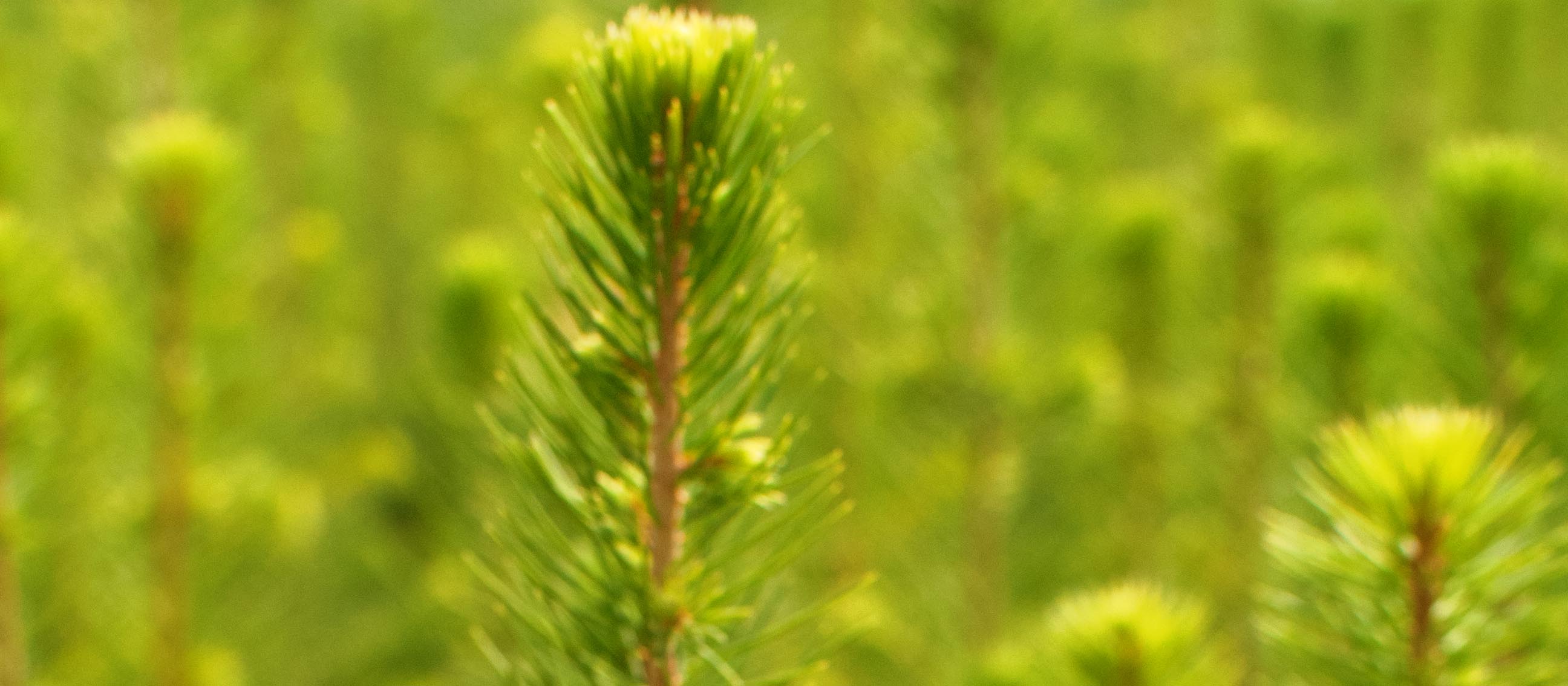 Conifer seedlings