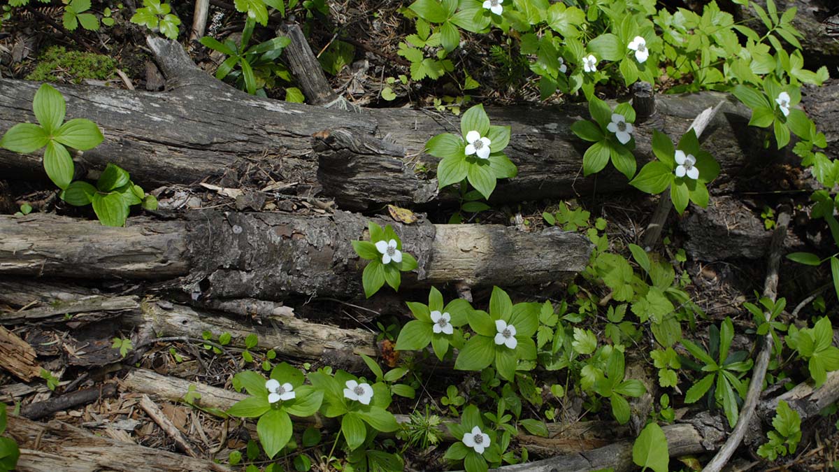 Forest ecology