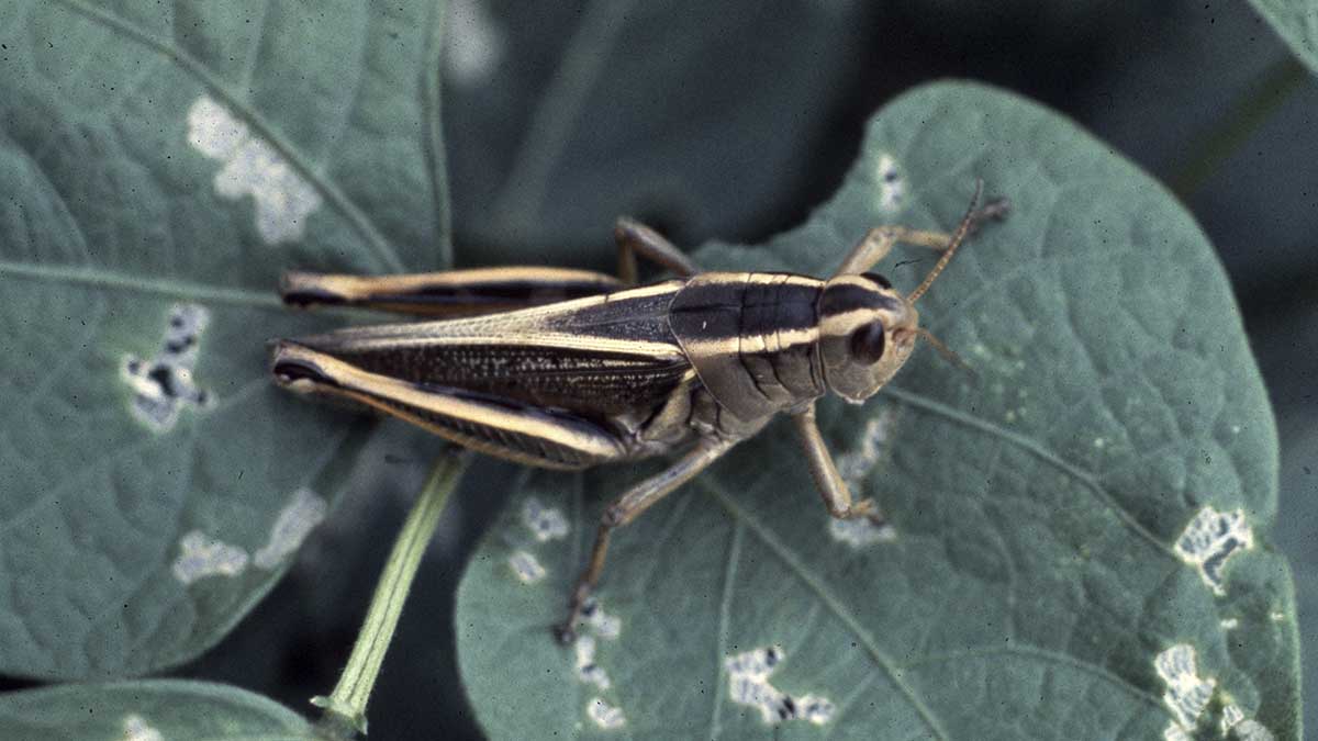 How to Get Rid of Grasshoppers in the House - Drive-Bye Pest