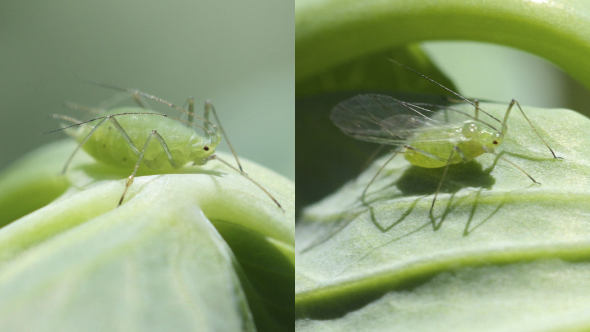 Adult wingless (left) and winged (right) pea aphid