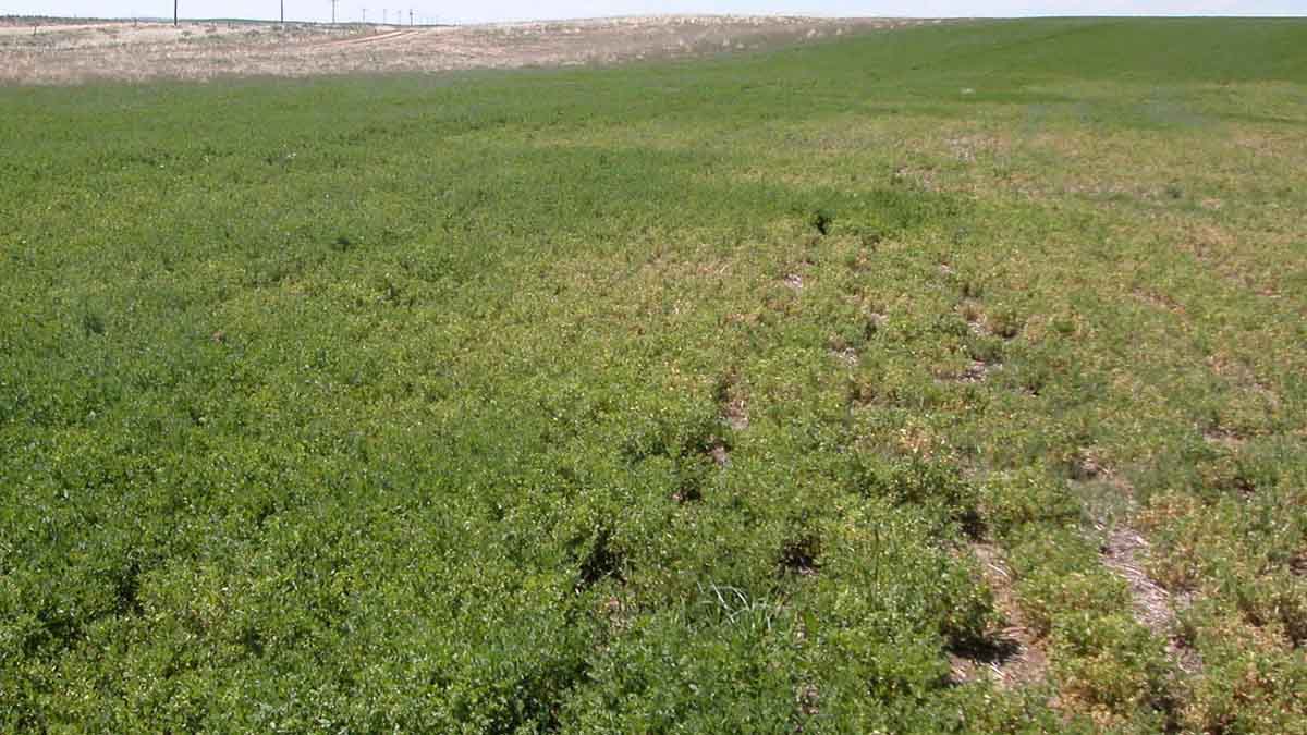 Pea aphid damage to alfalfa