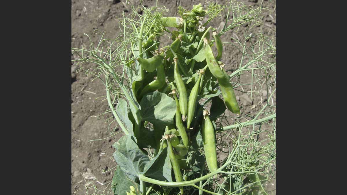 Pea seed-borne mosaic virus infected plant showing terminal resetting