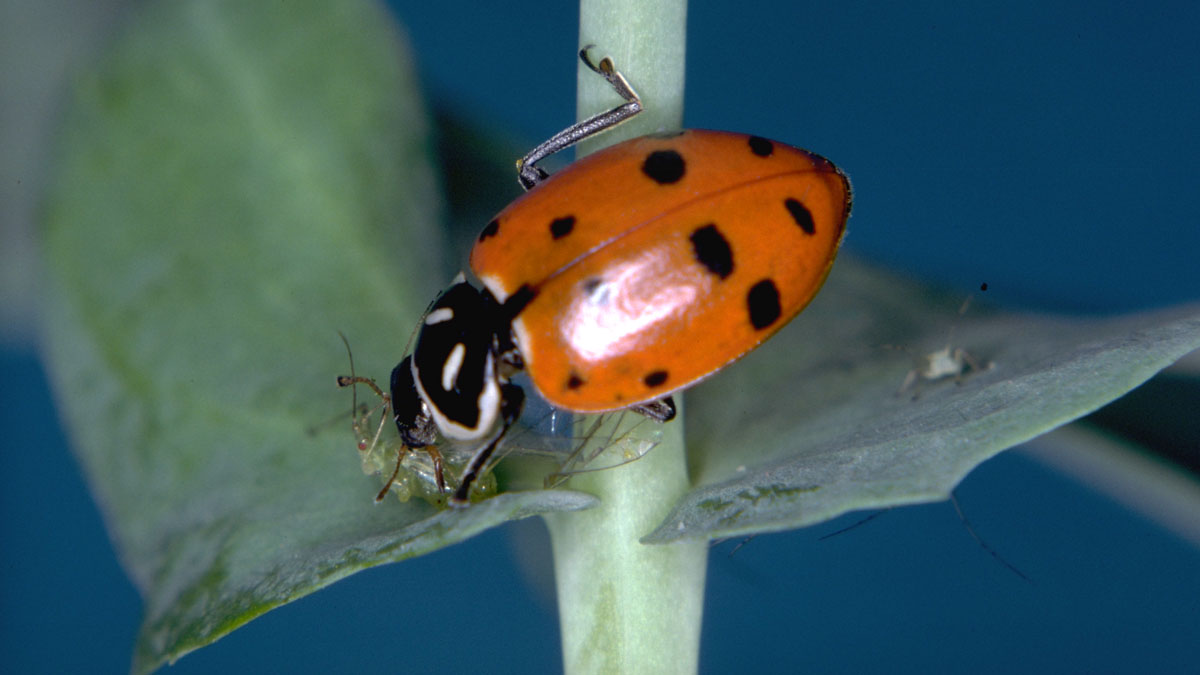 Convergent lady beetle (Hippodamia convergens) consuming pea aphid