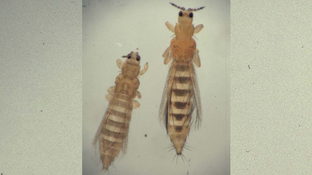 Onion thrips (left) and western flower thrips (right)