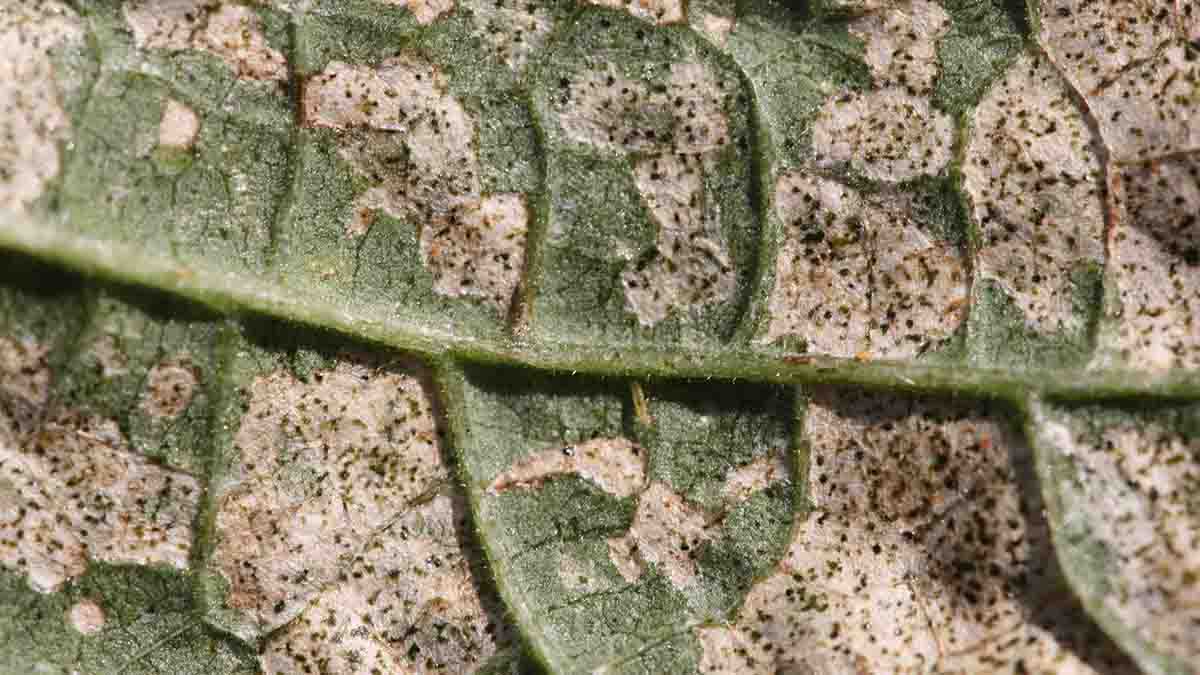 Thrips feeding damage to bean leaf