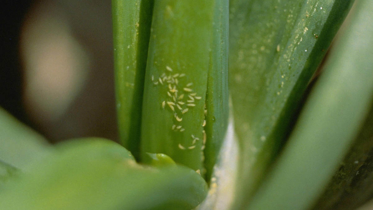 Onion thrips nymphs in new growth onion leaves