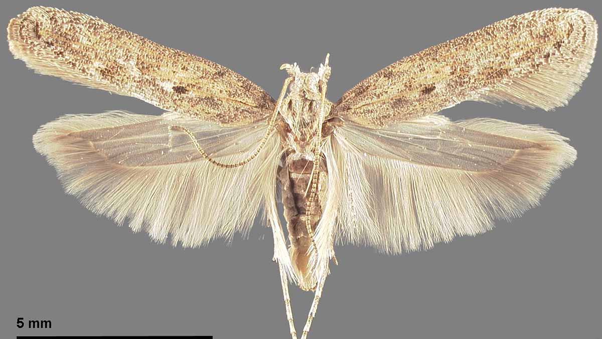 Adult potato tuberworm (potato tuber moth)