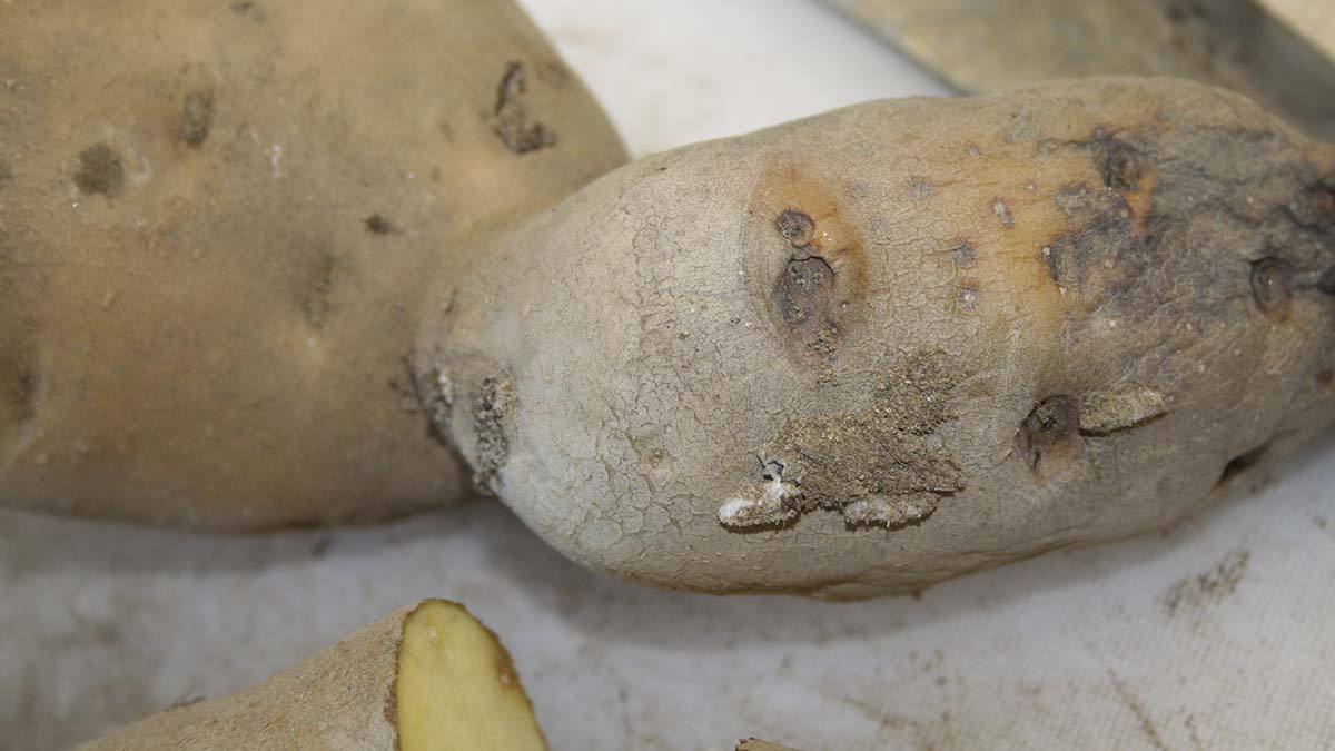 Potato tuberworm damage to exterior of potato