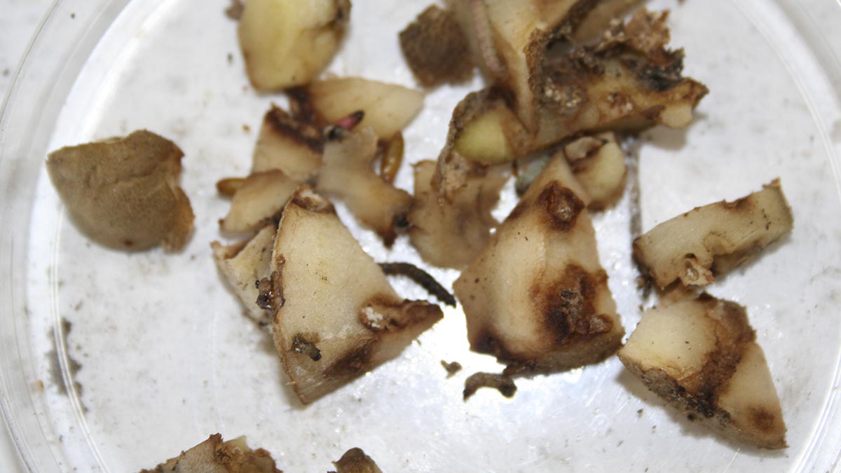 Potato tuberworm damage to interior of potato