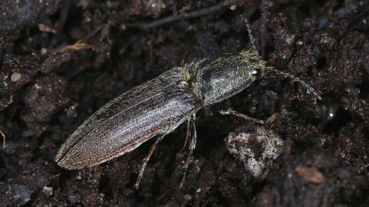 Adult stage of wireworm, known as the click beetle