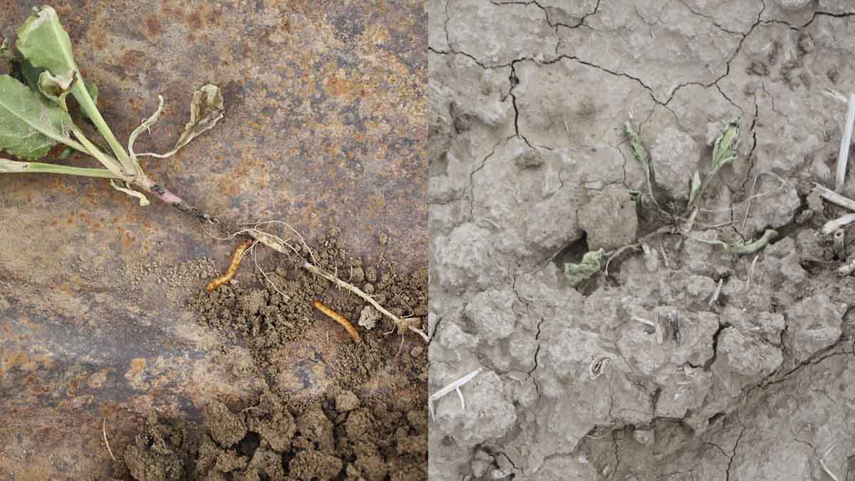 Root damage (left) and seedling death (right) from wireworm larval feeding