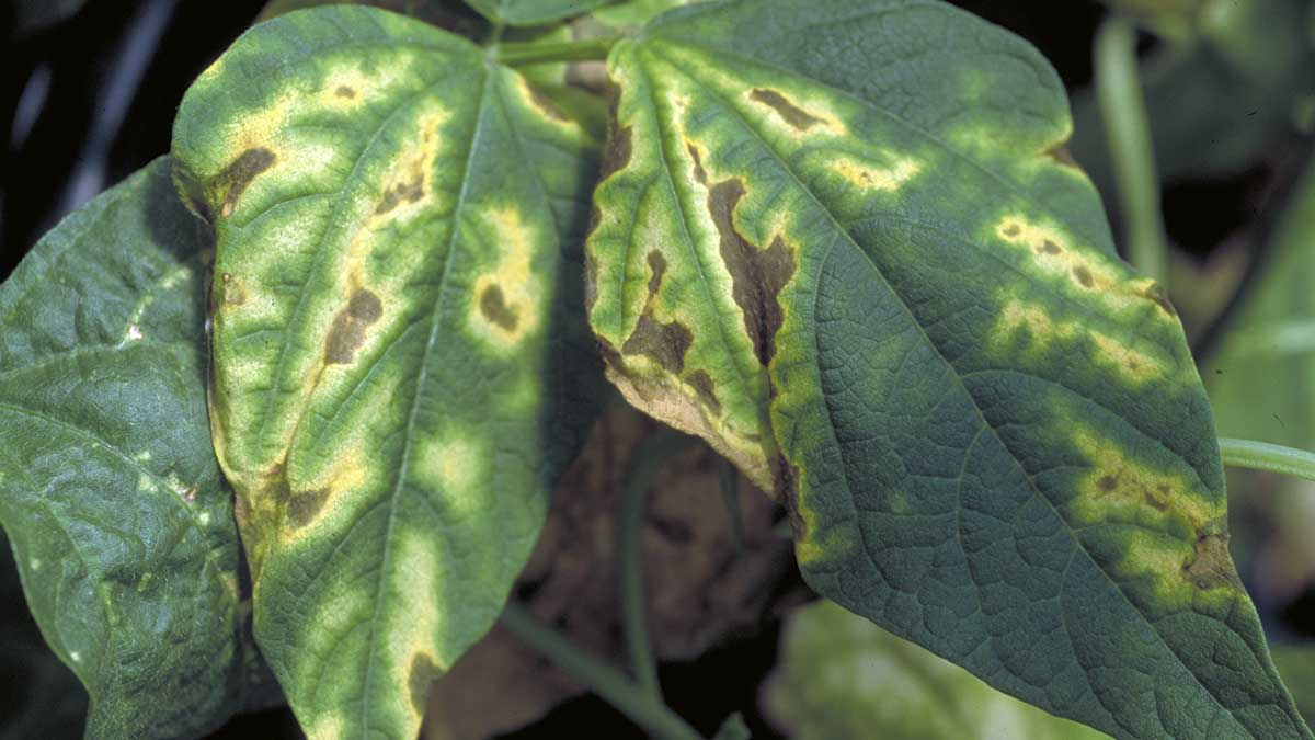 Leaf symptoms of Curtobacterium flaccumfaciens pv. flaccumfaciens on French beans (Phaseolus vulgaris).