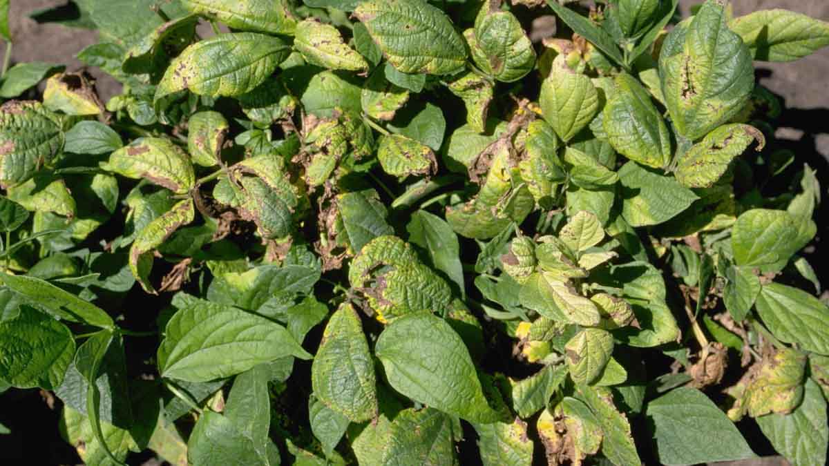 An infection of Halo Blight (Pseudomonas syringae pv. phaseolicola) on the leaves of some plants of Light Red Kidney drybean variety