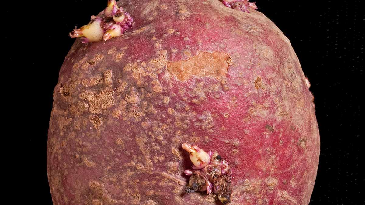 Tuber exhibiting Powdery Scab (Spongospora subterranea) lesions.