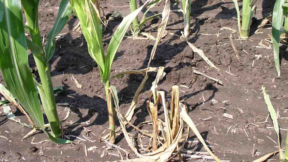 Corn stalk wilt called stewert's wilt
