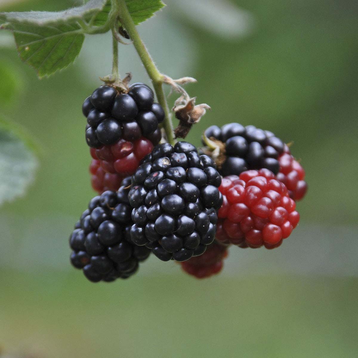 Ripe blackberries dangle from the bush.