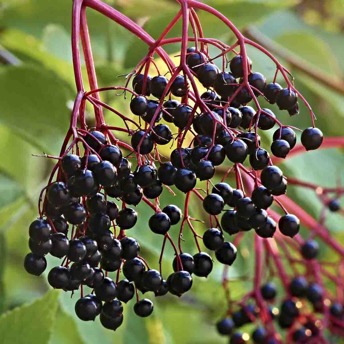 Ripe, dark purple elderberries hang from elderberry tree.