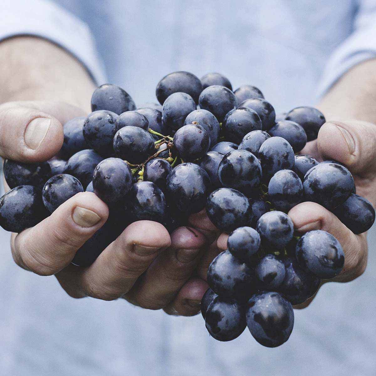Gardeners hands hold large bunch of ripe purple grapes.