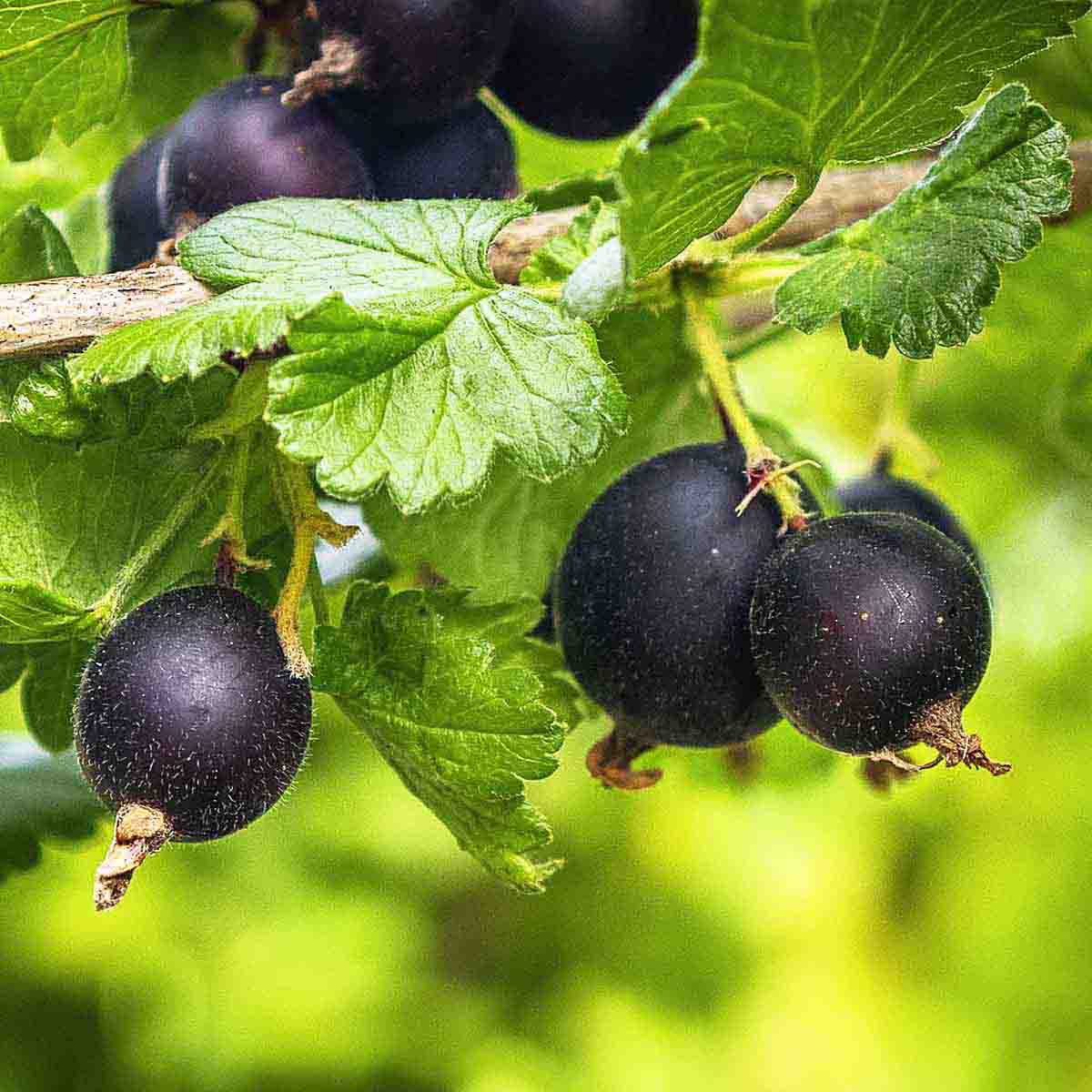 Ripe nearly black jostaberries on currant like jostaberry bush.
