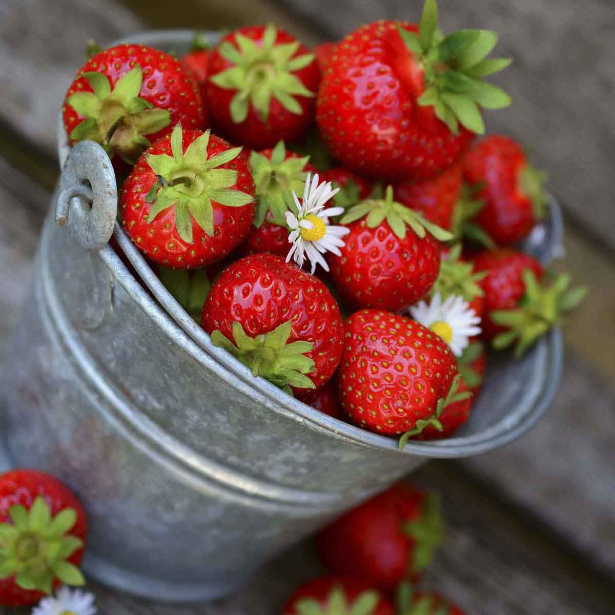 Bucket of large bright red strawberries.