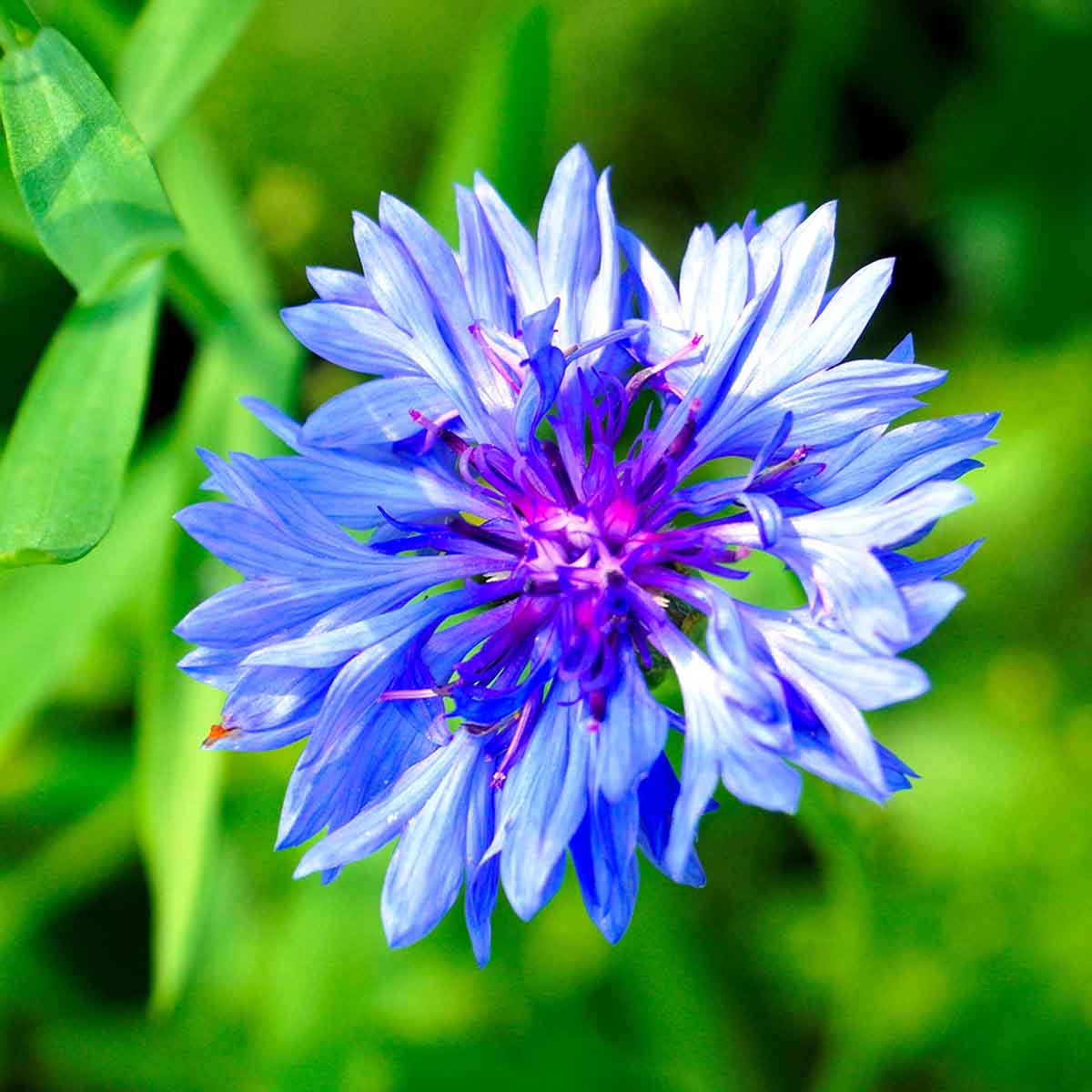 Blue flower with magenta center.