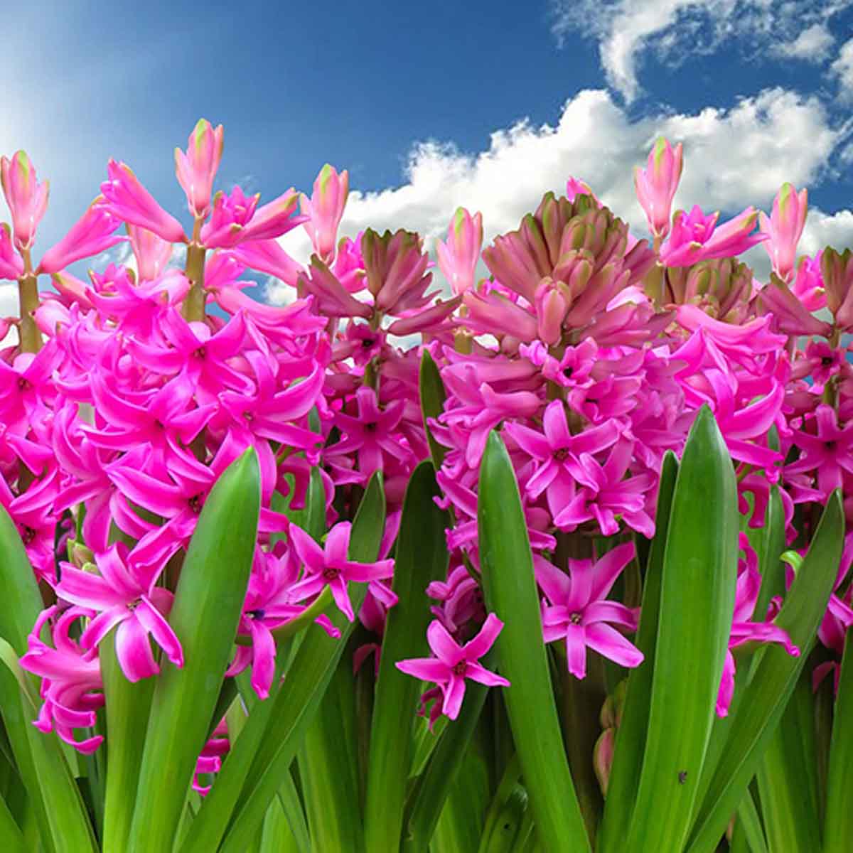 Magenta colored hyacinths