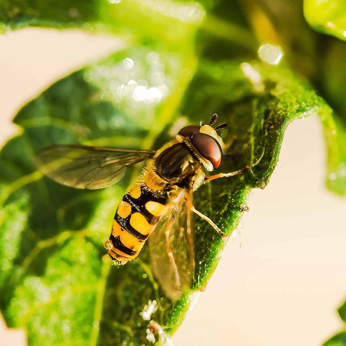 A yellow, black syrphid fly on leaf