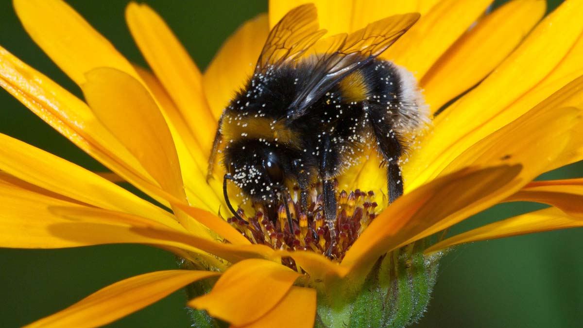 bumble bee on an orange flower