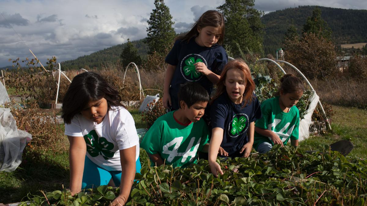 Five young 4-h members work in the soil of a strawberry patch.