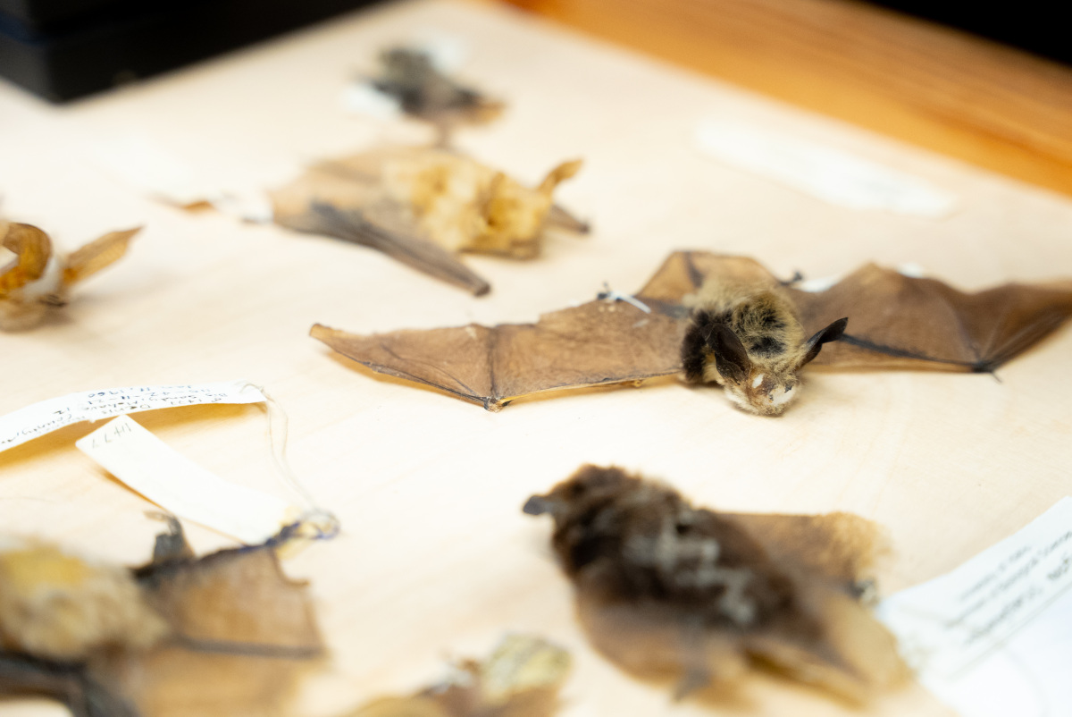 Preserved Bats