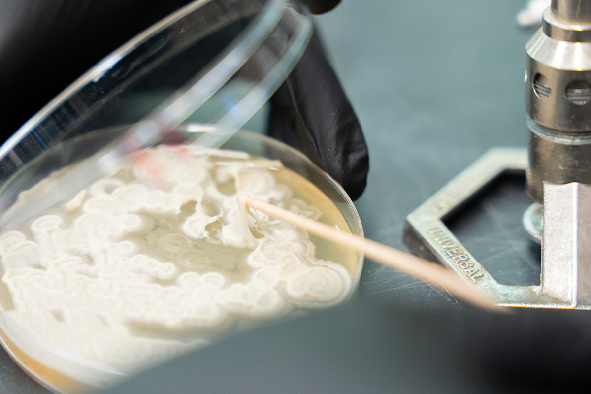 A white fungus grows in a Petri dish.