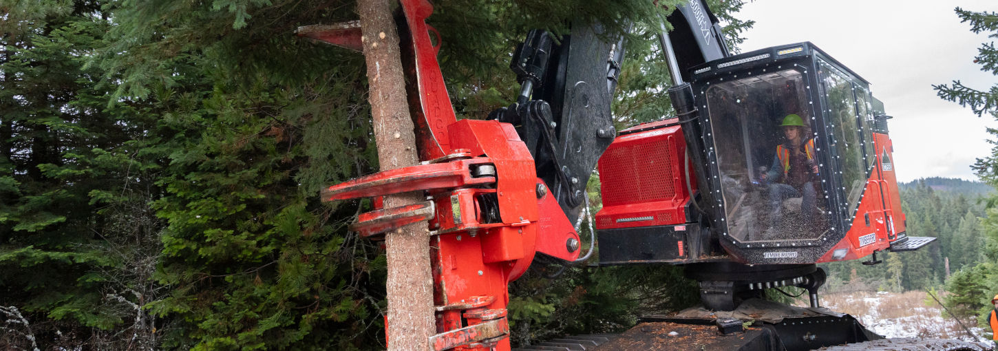 Student sits in cab of feller buncher with machine’s jaws holding a tree.
