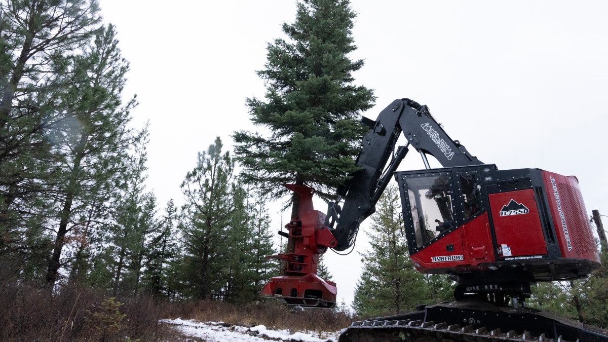 Student sits in cab of feller buncher with machine’s jaws holding a tree.