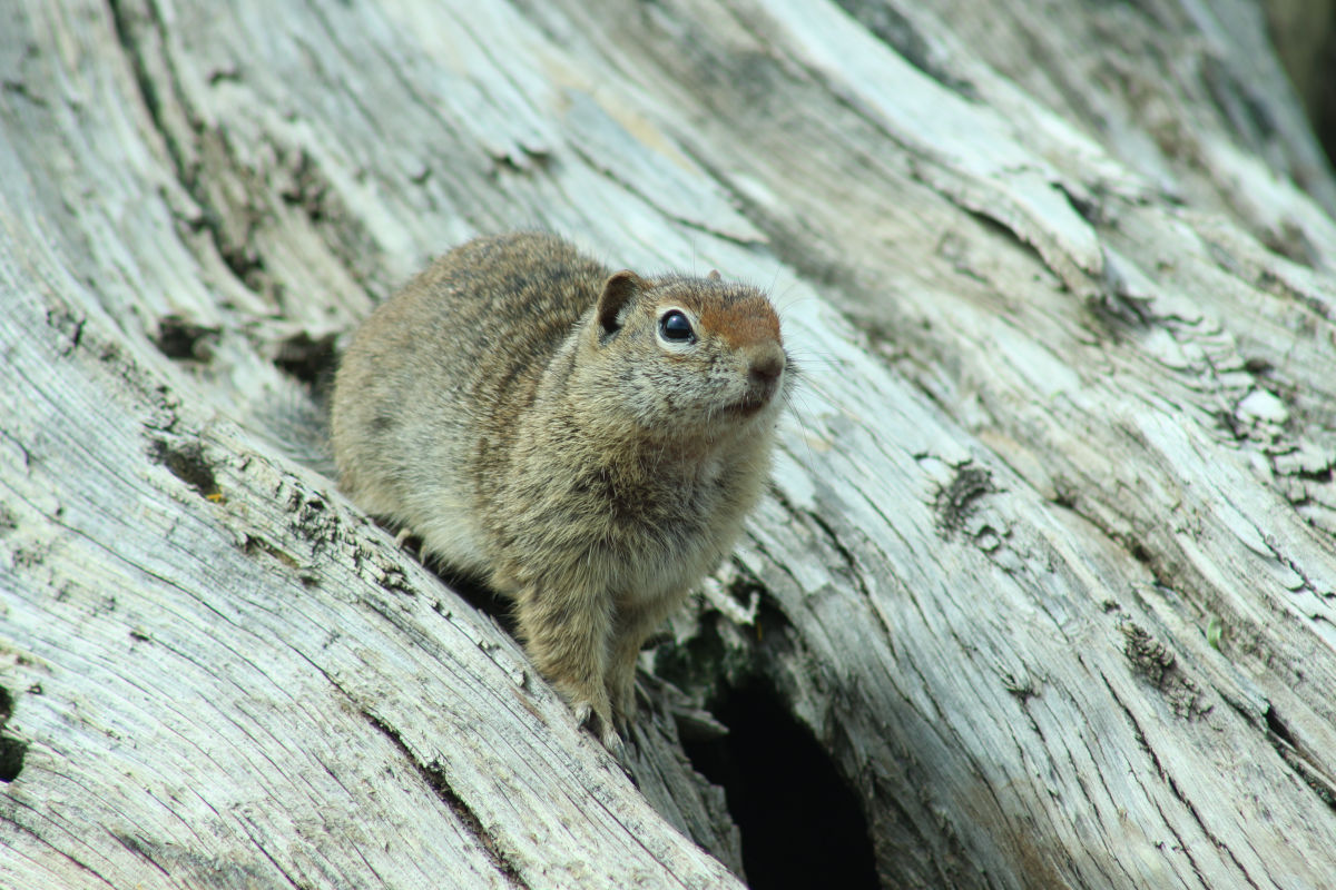 A ground squirrel on a piece of wood.