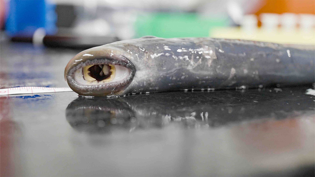 A wet, live lamprey lies on a research table.
