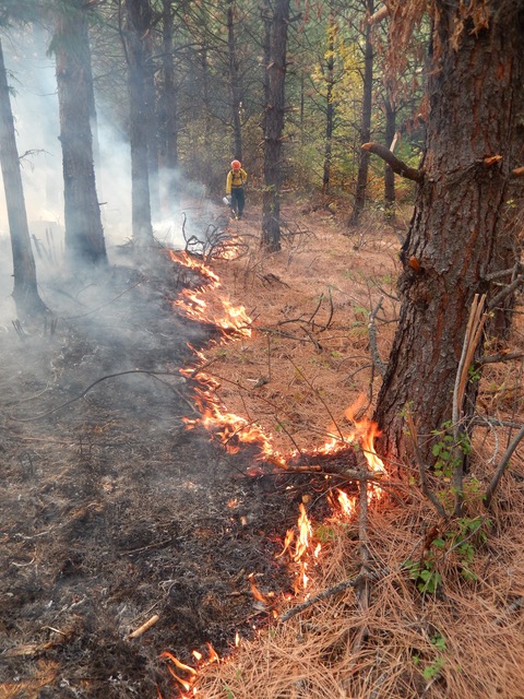 Fire crawls across the floor of a conifer forest. 