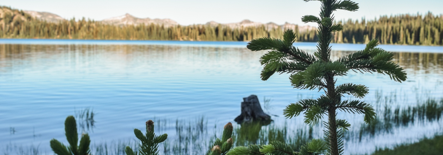 A lake surrounded by a forest