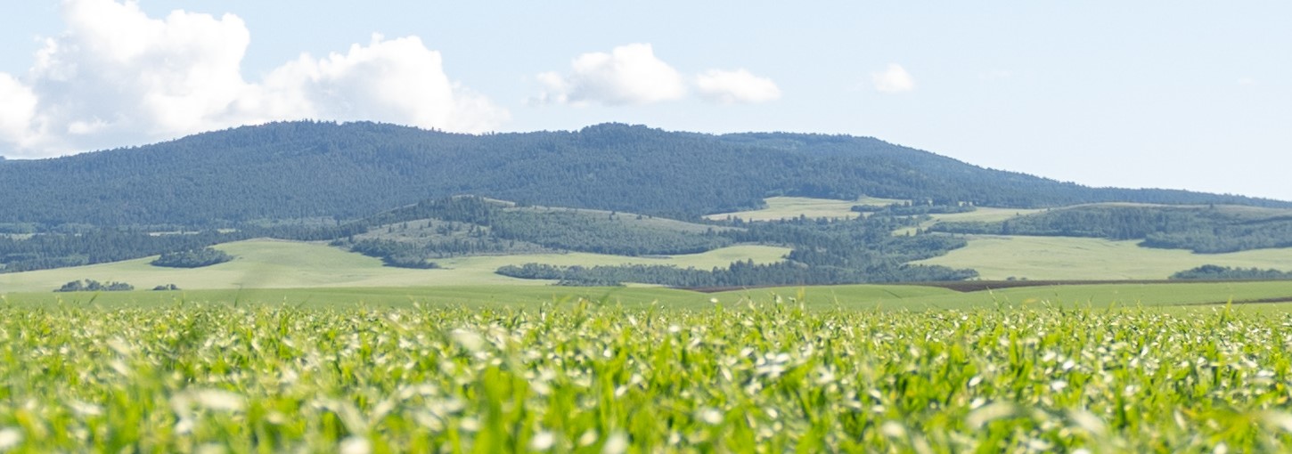 Idaho crop field with a mountain in the background