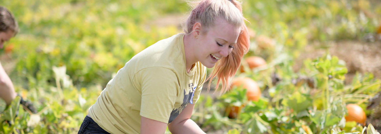 A student picks pumpkins in a pumpkin patch