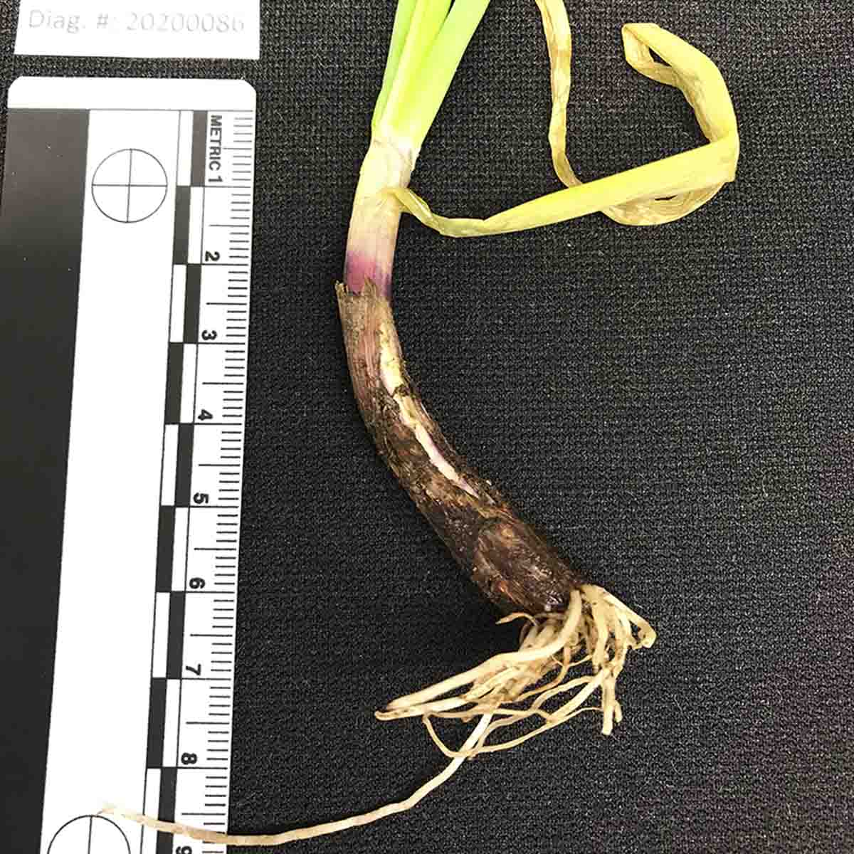 Pythium intermedium – Bulb symptoms (naturally infected)