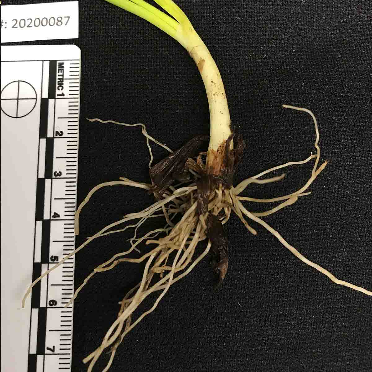 Pythium intermedium - Bulb symptoms (naturally infected)