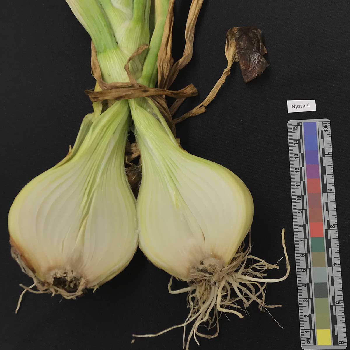 Enterobacter spp. – Leaf symptoms (naturally infected)