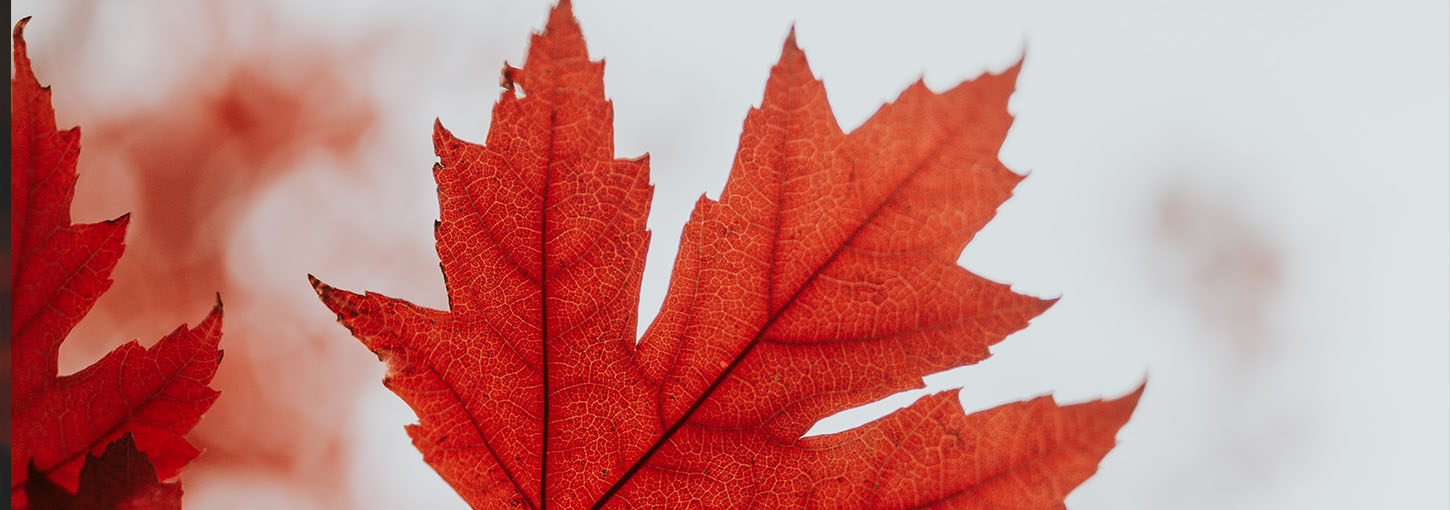A close-up image of a red maple leaf.
