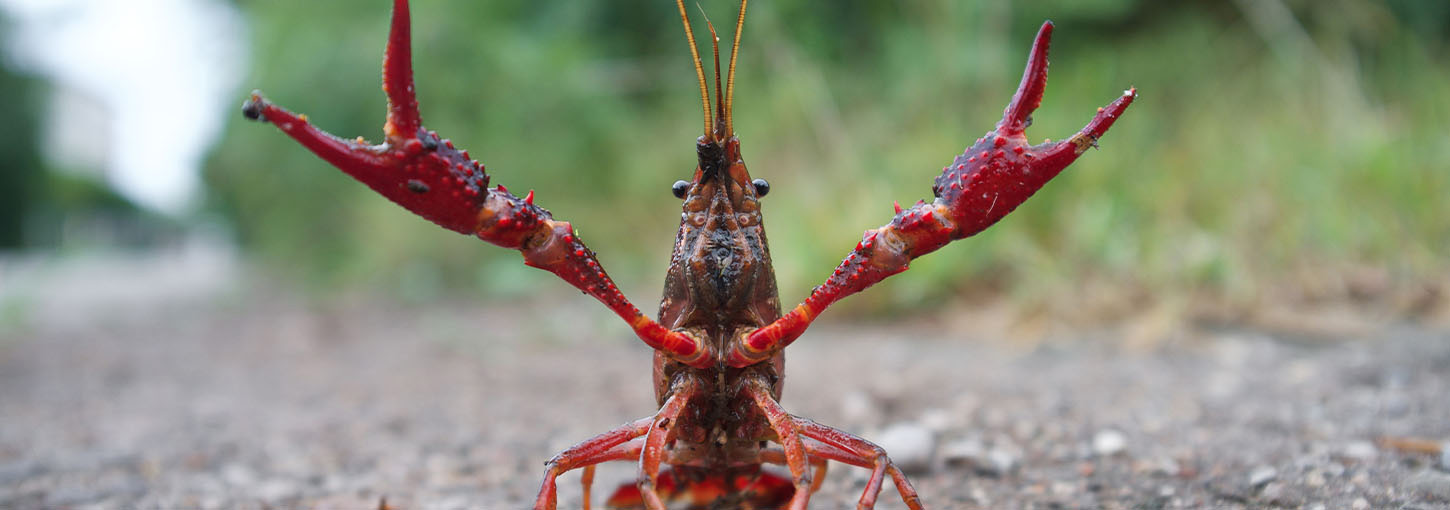 A red swamp crayfish poised for attack on a street.