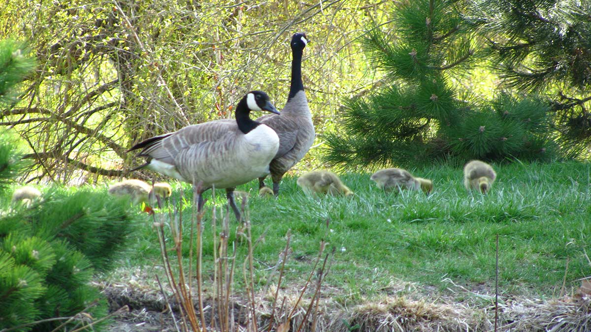 Geese in grass