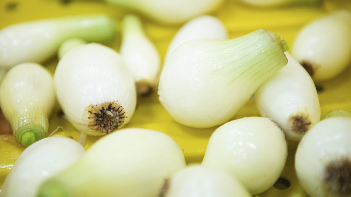 A photo of onion bulbs