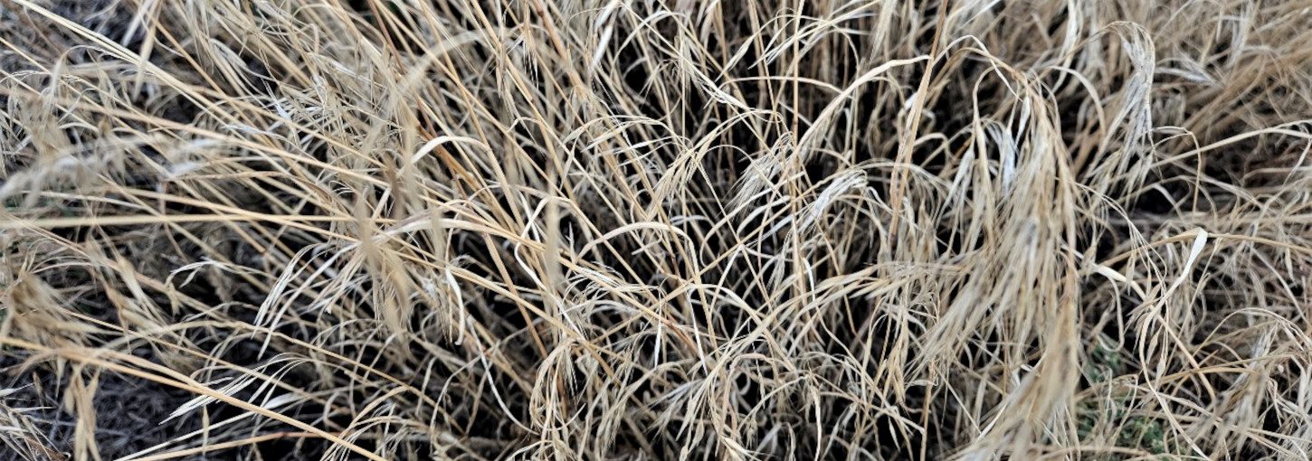 Cheatgrass in August