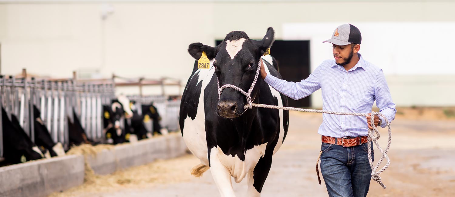 University of Idaho student Avelardo Vargas Juarez leads black and white diary cow toward camera, other dairy cows' heads poke through feeding headstocks to eat hay in background.